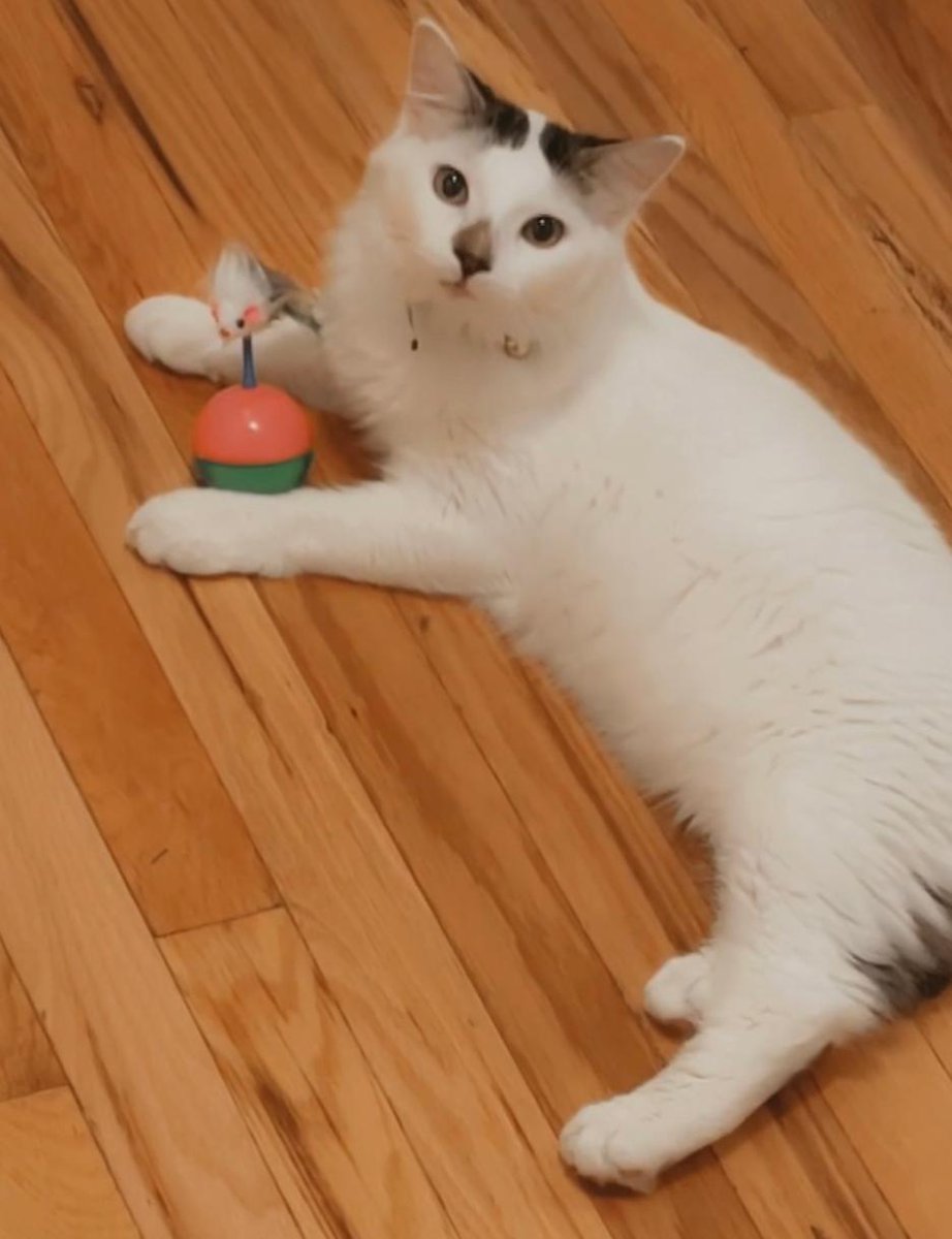 NYCDEATHROWCATS's tweet photo. *SHELTER PLEA* Pandora is an approx. 1 -2 yrs old spayed female. Pandora lived with her previous owner for about a yr. Client surrendered due to age and evictions.
https://t.co/jljO3pAPTZ https://t.co/6bt0I3GKhw