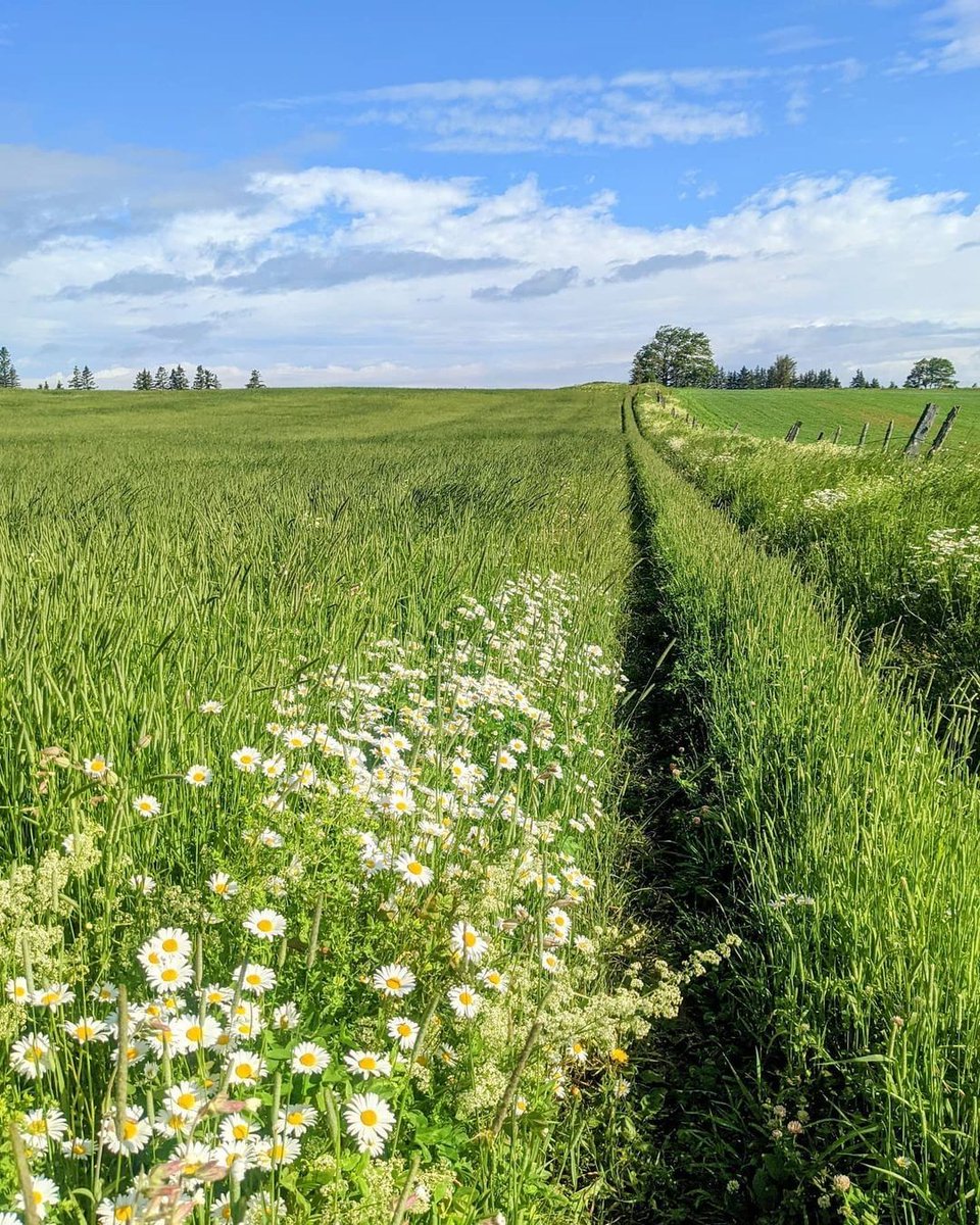 Day dreaming about the summer breeze flowing through fields of emerald green 💚☀️ 

📸 IG | mario.traitdunion
