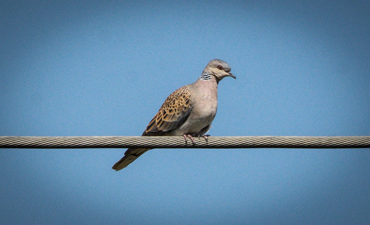 Quite a few Turtle Doves around Verdun #France2023