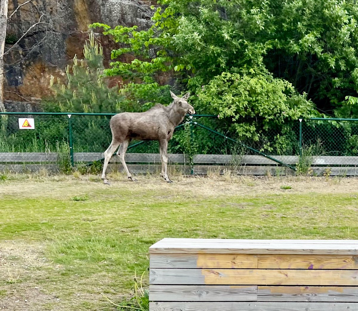 Jag är van vid att ha sällskap av rådjur var jag än går men detta var nytt sällskap i mina kvarter 🫎