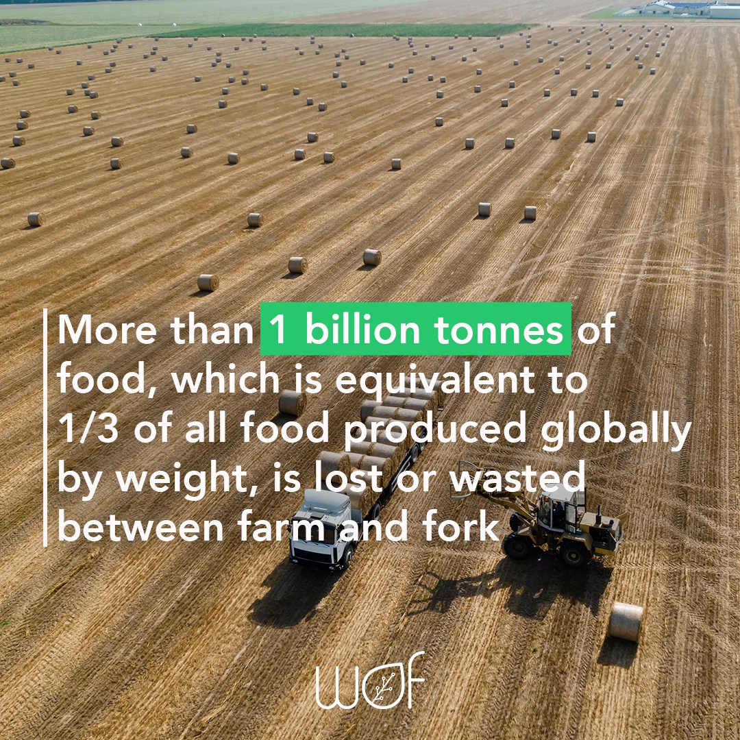 wof_agritech's tweet photo. 🌱 Vertical farming presents an effective solution to minimize food waste and loss by providing a controlled and efficient way of growing crops. 
#foodwaste #verticalfarming https://t.co/7EIEBE7PO8