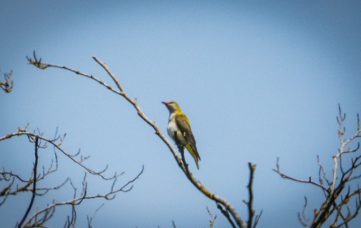 Although distant, our best ever views of Golden Oriole, and 1st female! #France2023