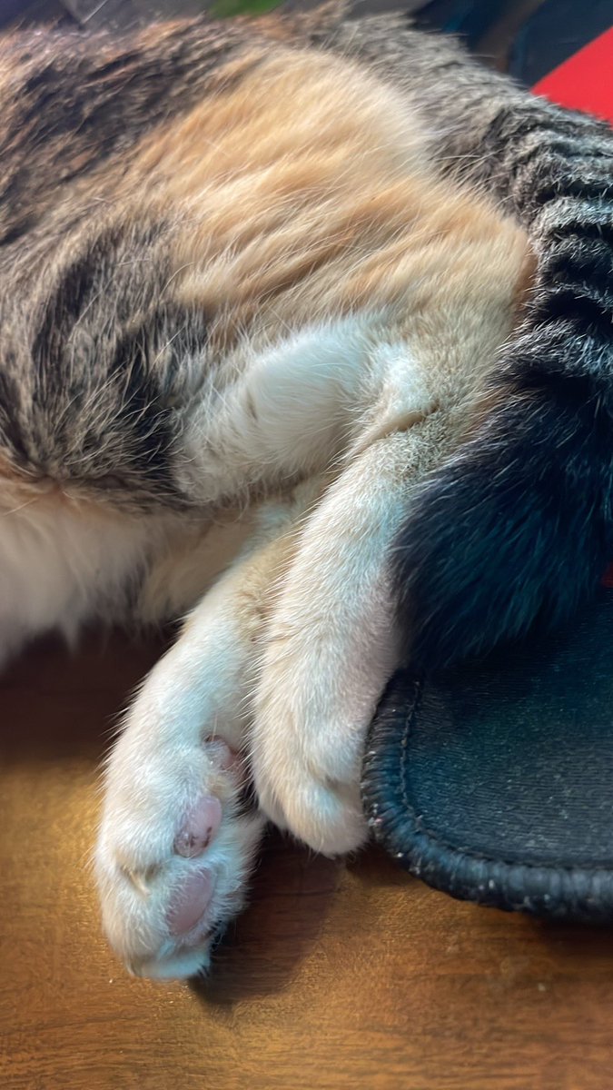 .@MissClioMurray Toe beans, paws, and tail.

#CatsOnTwitter #CatsOfTwitter #CuteCats #Cats #Cat #CuteCat #CatLife #CatLover #CatLovers #Purrsday #Fursday #FluffyFursday #TabbyTroop #CalicoCrew