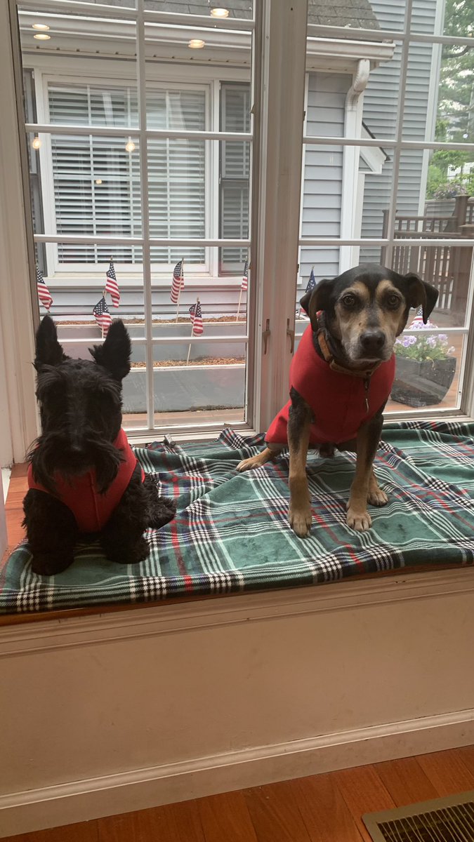 My mom got my #servicedog and my #ScottishTerrier brother matching shirts. They look like either they can’t wait until it’s colder to wear them, or for me to take them off! 🐶 ❤️ #WiltonCT