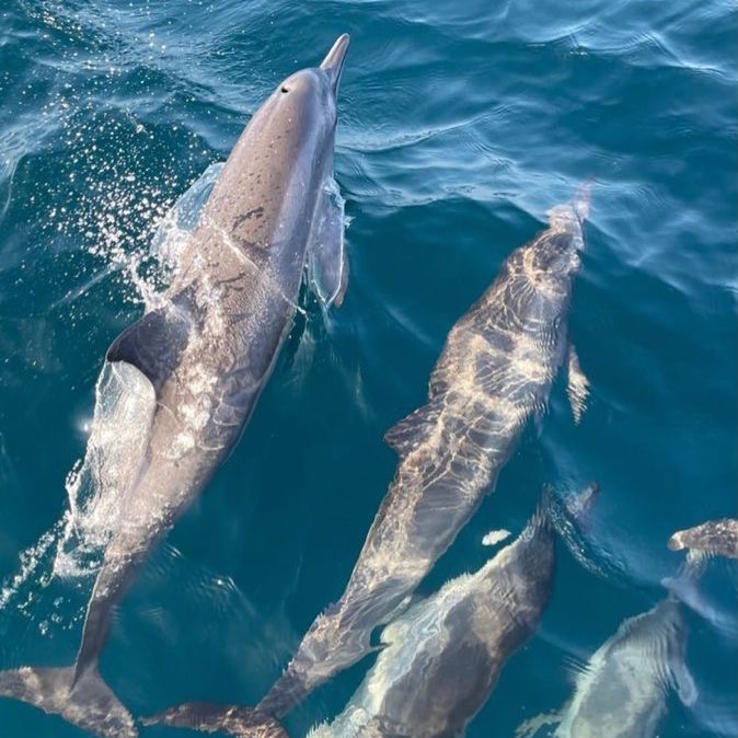 🍧🍉  <a href="/6knesi/">มายลิตเติ้ลพูเซ่ 🖊️เจิดจ้า</a> 

เช้าวันที่ 2 ของการมาทริปทะเลของทั้งคู่ก็ยังหลีกเลี่ยงไม่ได้ที่จะต้องลงเล่นน้ำทะเลอีกซักรอบ แต่วันนี้ได้มีเพื่อนตัวน้อย(?)ที่น่ารัก🐬 มาทักทายที่กลางทะเล 

นี่อาจจะเป็นการบอกเป็นในๆว่า หลังจากกลับไปแล้วกำลังมีสิ่งดีๆรออยู่