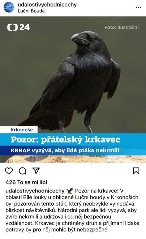 Ne abyste se s ním dali do řeči nebo ho zvali na svačinku! Ani když s vámi kus cesty poletí. (Krkavec kamarád v <a href="/Krkonose_eu/">Krkonoše</a>, 📷 A. Seidler, via <a href="/JiriSeidler2/">Jiri Seidler</a>)