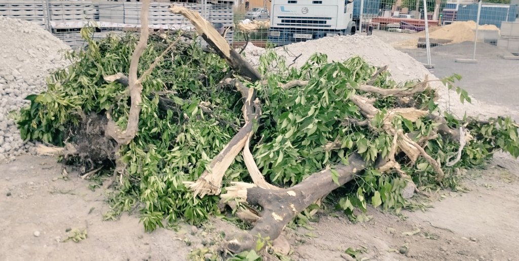 Los temidos "daños colaterales" de la reforma de la Vereda. ¿No hay un buen proyecto si no hay tala de algún árbol?¿Serán sustituidos por árboles que darán sus beneficios en años?. Aparte del impacto en los pájaros que anidaban en ellos. <a href="/CiudadUtrera/">Ayuntamiento de Utrera</a> <a href="/COPEUtrera/">COPE Utrera</a> <a href="/ecourbeasoc/">Ecourbe</a>