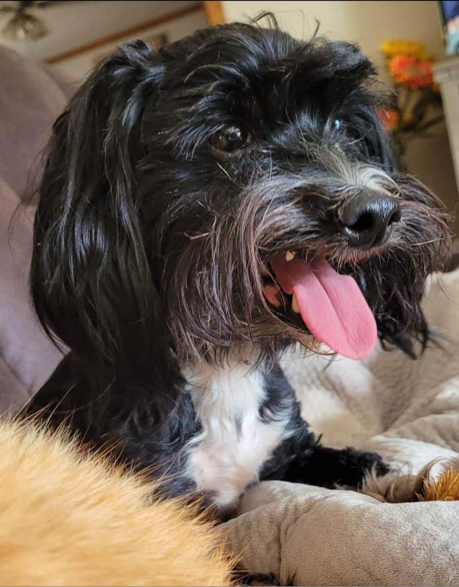 Simon will be adoptable soon. He is a bit of a wildman who came to us when he wouldn’t leave the older dog in the house alone. He wanted to play and the older dog did not. He is a fun guy but ACTIVE. BOL. Apps available at macsmission.org