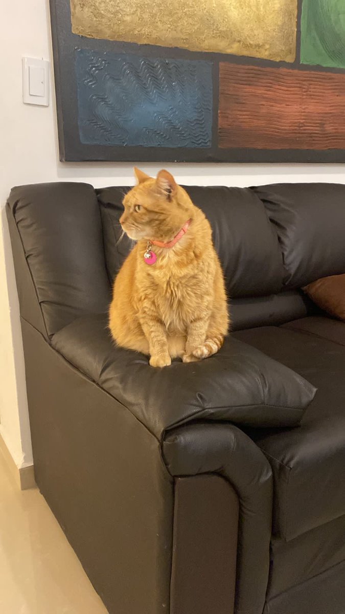 YolisGzzDMaya's tweet photo. Busco a mi gatita, se perdió en cumbres Elite Premier, Priv Pirineos, por favor si alguien la ve, ella trae su collar con mi teléfono, 🙏🏻🙏🏻🙏🏻🙏🏻🙏🏻 #Cumbreselitepremier #garcia #gatitaperdida #ayuda https://t.co/AKIx9edtCf