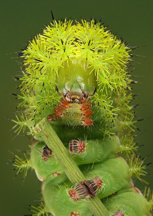 🌱ᴅᴀɪʟʏ ᴅᴏꜱᴇ ᴏꜰ ᴄᴀᴛᴇʀᴘɪʟʟᴀʀꜱ!🌿 (@daylypillars) on Twitter photo 