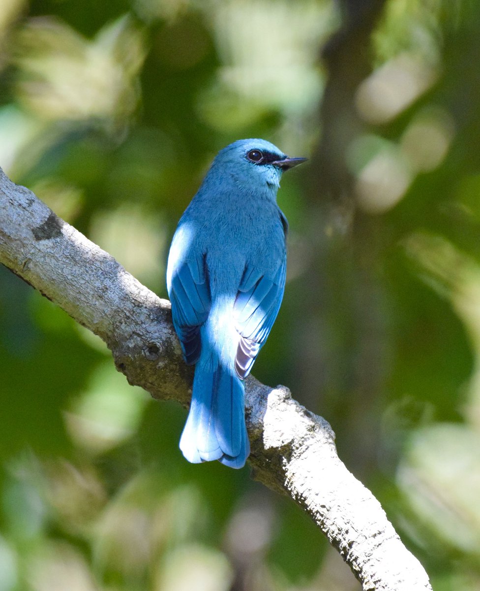 #1170 Verditer Flycatcher 

#VIBGYORinNature

Verditer is a greenish-blue colour. Best of both the worlds it seems. 

#dailypic #IndiAves #TwitterNatureCommunity #birdwatching #BirdsSeenIn2023 #ThePhotoHour #BBCWildlifePOTD #natgeoindia