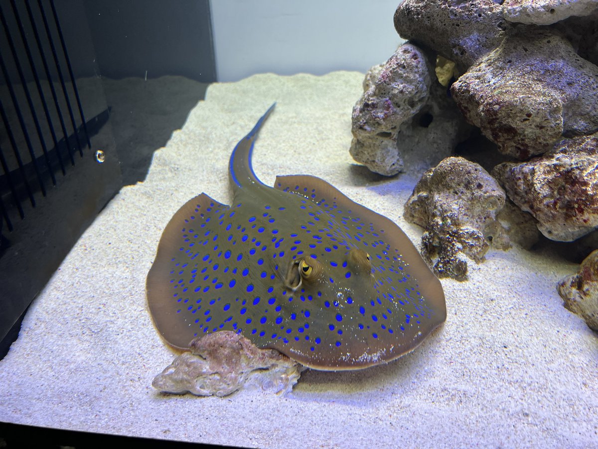 rioreia258's tweet photo. 思い出🐟 https://t.co/ZpXbXBvNaO