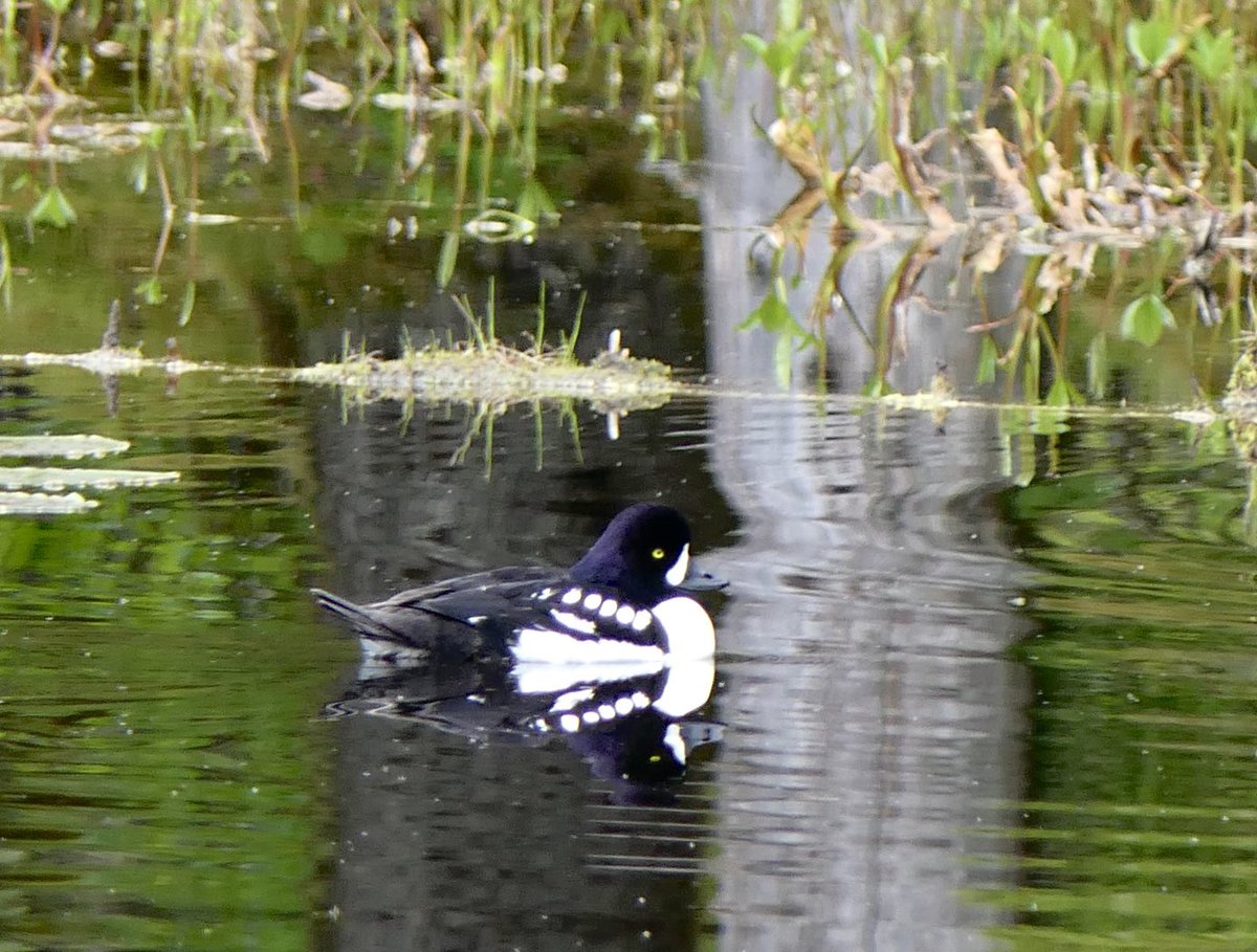 mbplan's tweet photo. Another lifer, a Barrow’s goldeneye. Pond along Bartlett Cove trail in Glacier Bay National Park. @audubonsociety @AudubonAlaska1 #birdphotography https://t.co/vyuFNTDj3g