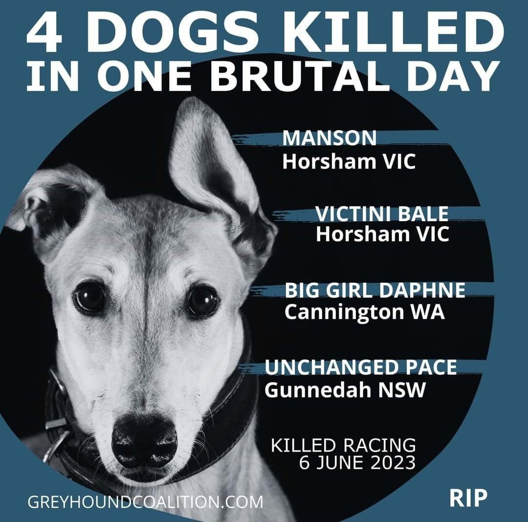 @AJP_WesternAust @save_greyhounds @freethehounds @BluetheGreyt @georgievpurcell @AJP_Victoria #YouBetTheyDie