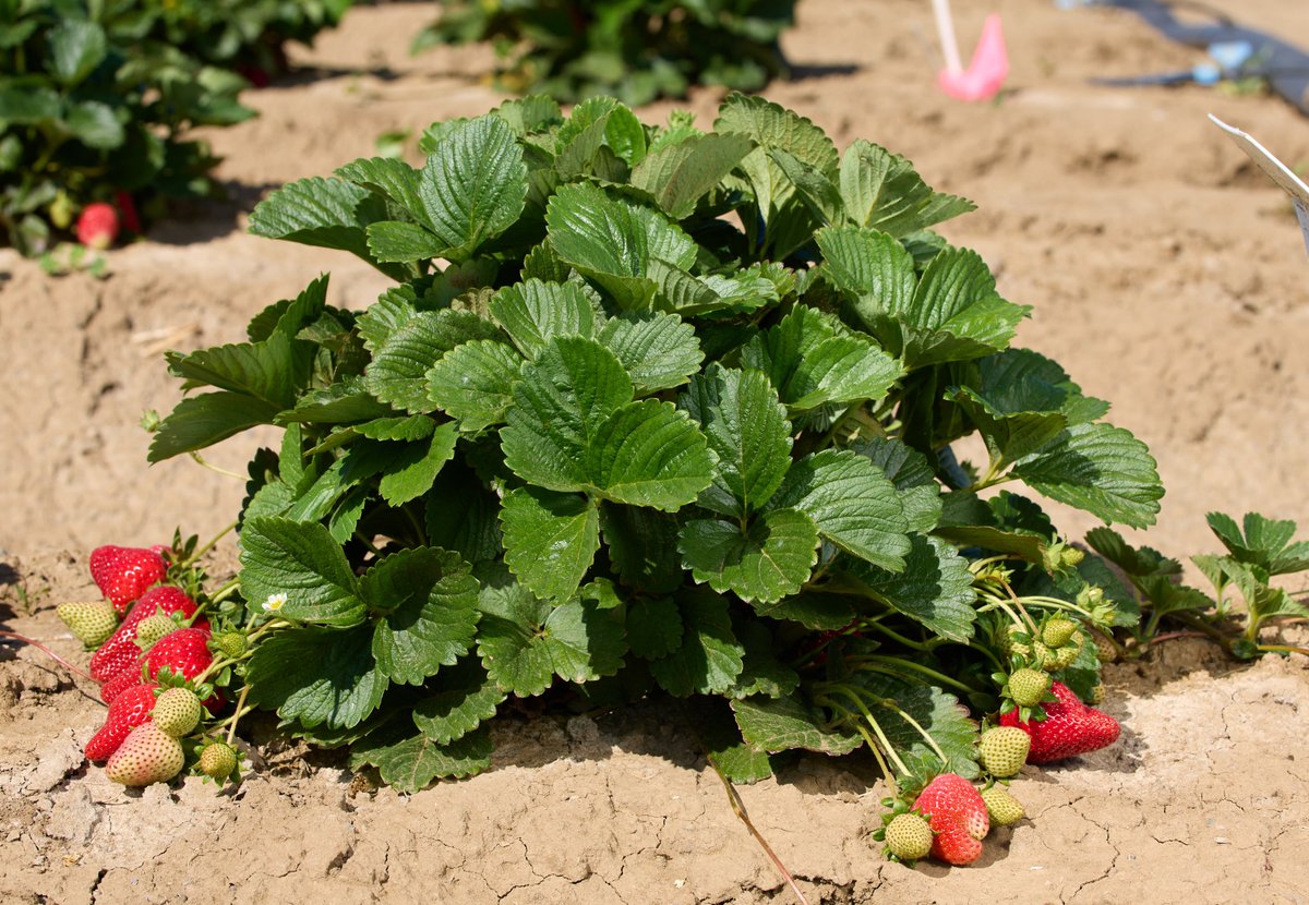 The USDA-NIFA Postdoctoral Fellowship is posted (nifa.usda.gov/sites/default/…), and I am building out the new vision for the @ucdavis Strawberry Breeding Program and Research Group. Please get in touch with me if you want to apply for this award to join our group!