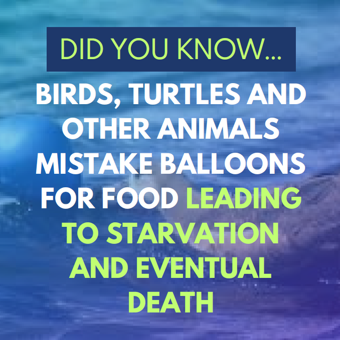 CityOfGoleta's tweet photo. As part of the #PlasticFreeGoleta initiative, mylar/foil balloons cannot be sold in the #CityofGoleta or used in public spaces under our new ordinance. Balloons are known to be bad for the environment, harm wildlife, and cause power outages.

Thank you for doing your part! https://t.co/N4eyCuTtNI