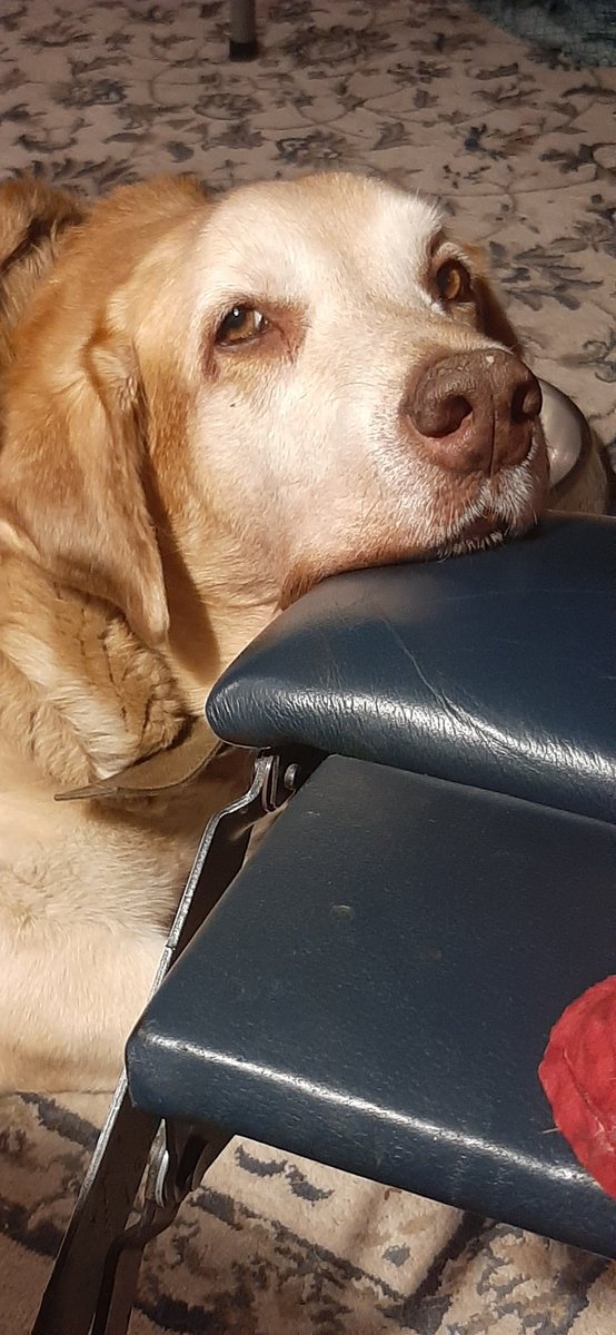 Buddy ❤️☮️ tweet media
