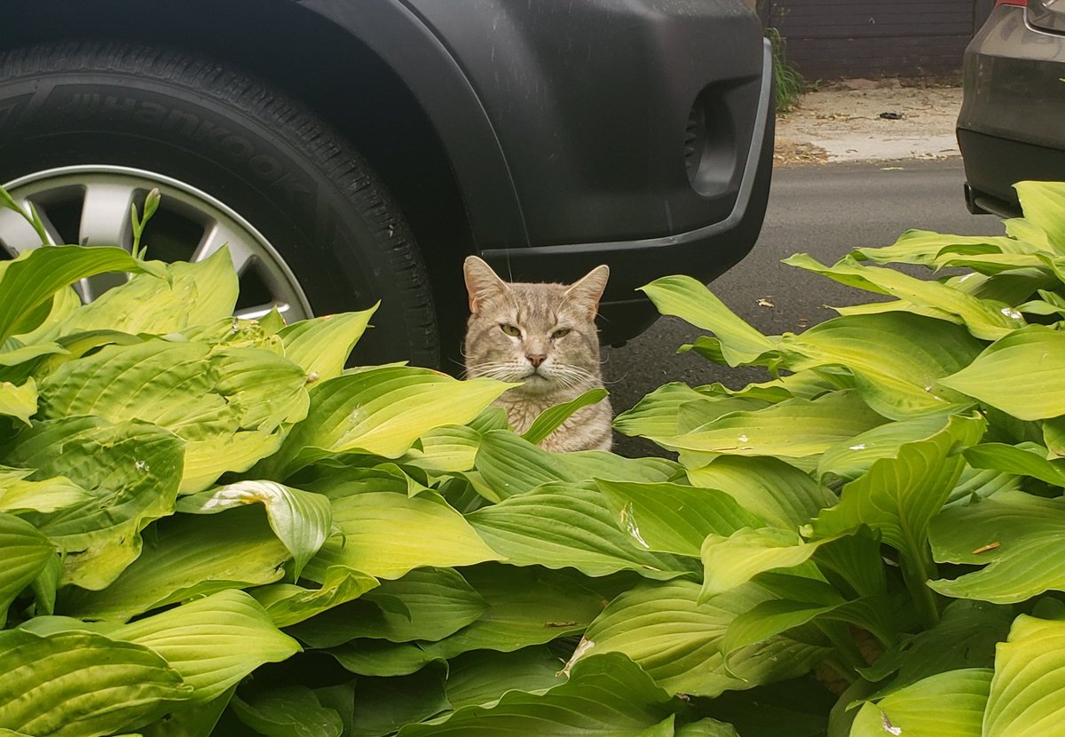 teathematriarch's tweet photo. Attempted to get somewhere on time, but stopped for friends along the way. 
This kitty winked at me immediately so obviously we're  besties. https://t.co/i0FjES0cmh