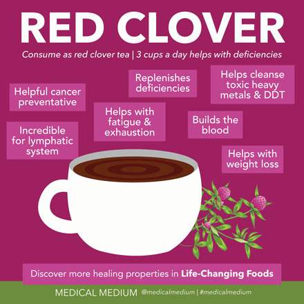 Red Clover: Lymph Cleanser

Red clover is often thought of as a common weed, when it should be deeply appreciated. Red clover has a generosity of spirit and a sympathetic energy; it actually cares about the person who’s consuming it.

medicalmedium.com/blog/red-clove…