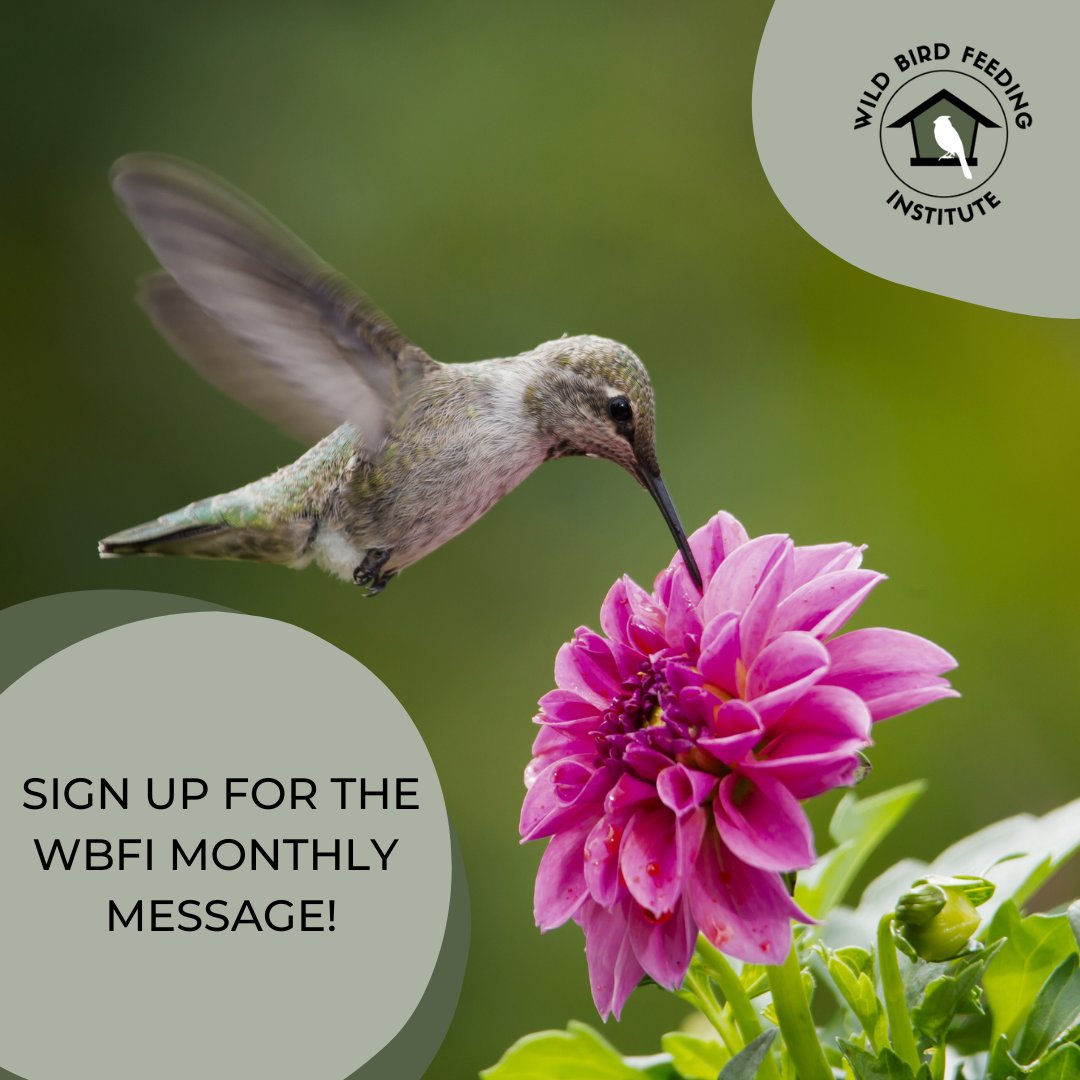 WBFInstitute's tweet photo. 💌 Sign up for WBFI's  Exclusive Monthly Message and stay in the loop with the latest updates,  trends, and insider information! 🎉

👉 Sign up now at https://t.co/aLHbJ2MdRC to become an insider today! 👈

🤝 Feel free to spread the word and share this post with your friends! https://t.co/P3lJi2NTlV