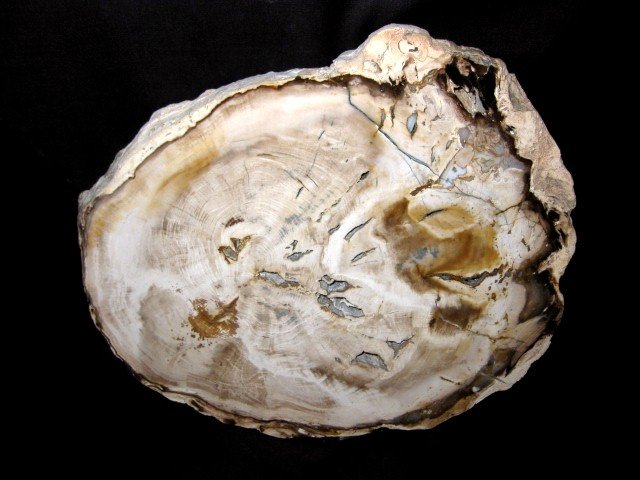 indiana9fossils's tweet image. Washington Bald Cyprus Petrified Wood #3
$200.00
Click on the link below to order today!
prehistoricfossils.com/product/washin…

#petrifiedwood #petrifiedwoodforsale #fossils #fyp #washington #baldcyprus #fossilfinds #fyp #paleontologists #giftideas #Indiana9Fossils #wood