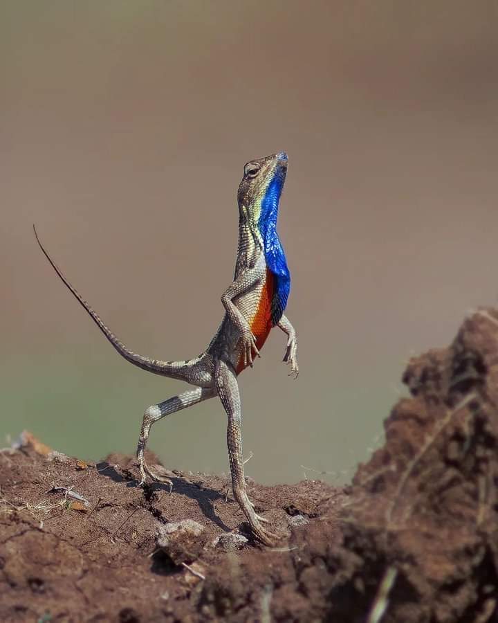 Nature and Science Zone (@naturezone04) on Twitter photo 