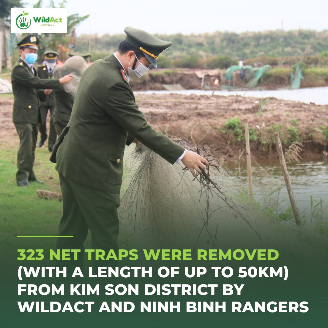 💚In the past 2 years,
@WildAct
has implemented projects with the #Forestranger in #Vietnam. 📷We focus on activities such as: #Capacitybuildingtraining; #Coordinatingpatrolling #dismantlingtraps; #Proposingsolutions to enhance welfare and advocating for policy improvement.