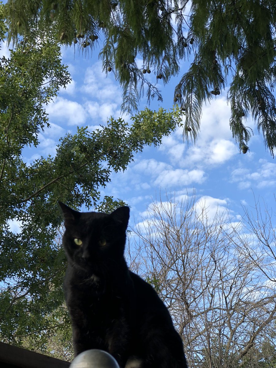 The cat that patrols the neighbors