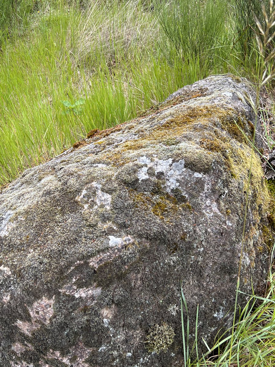 Afro_Herper's tweet photo. On my trip to Portugal I visited the Parque Nacional Peneda-Gerês and it was truly an amazing experience. Despite it being mostly overcast and drizzling I managed to see some lizards! Can you #FindThatLizard, the Bocage’s wall lizard?! LMK with #FoundThatLizard reveal @ 10 PST! https://t.co/f0hzBjBDT6