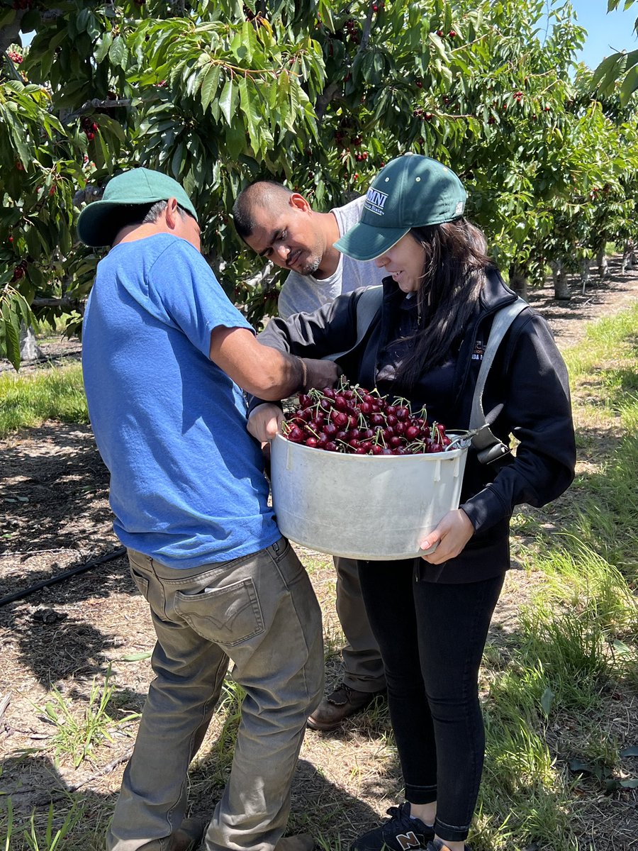 WRASAP's tweet photo. Agriculture workers educating occupational therapy student on how they pick cherries during harvest season. Brenda shared equipment wear tips to prevent injuries & informed them on how physical health directly impacts mental health #culturalhumility #farmstress #AgrAbility https://t.co/ICGLxO3kYM