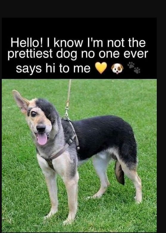 thehappydog_'s tweet photo. No matter what, all dogs deserve the same love ❤️ https://t.co/DelM7yHi2e