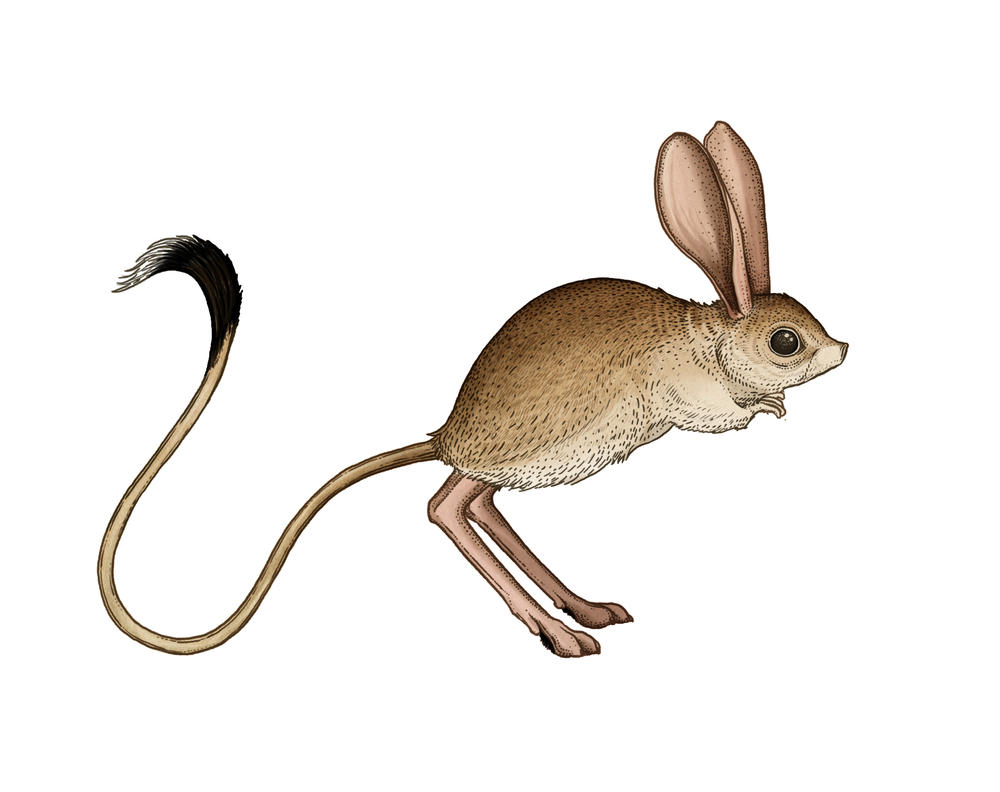 @GameIdentityV For anyone wondering Norton is a Jerboa also known as the Hopping mice, a type of Australian rodent. Kinda like a mouse, kangaroo looking thing