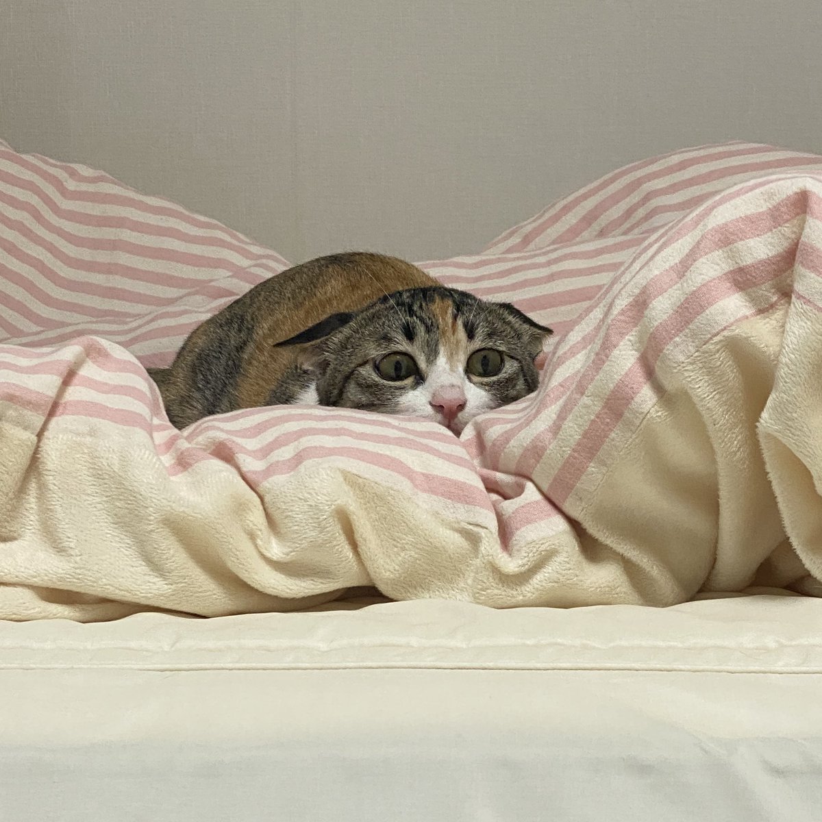 얼짱겅듀 먹짱우주 tweet media