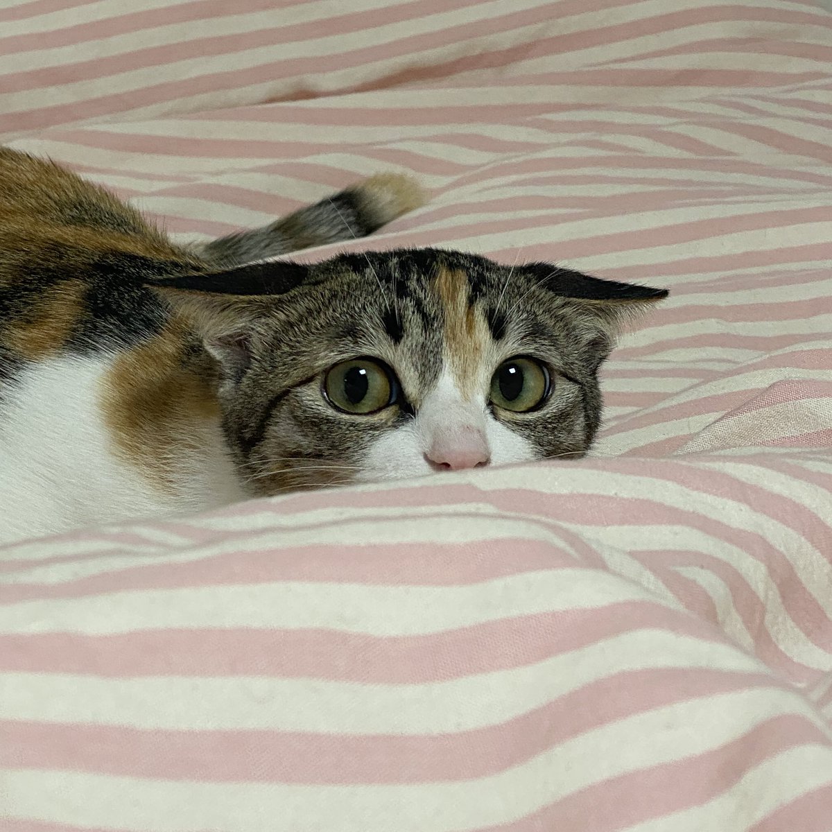 얼짱겅듀 먹짱우주 tweet media