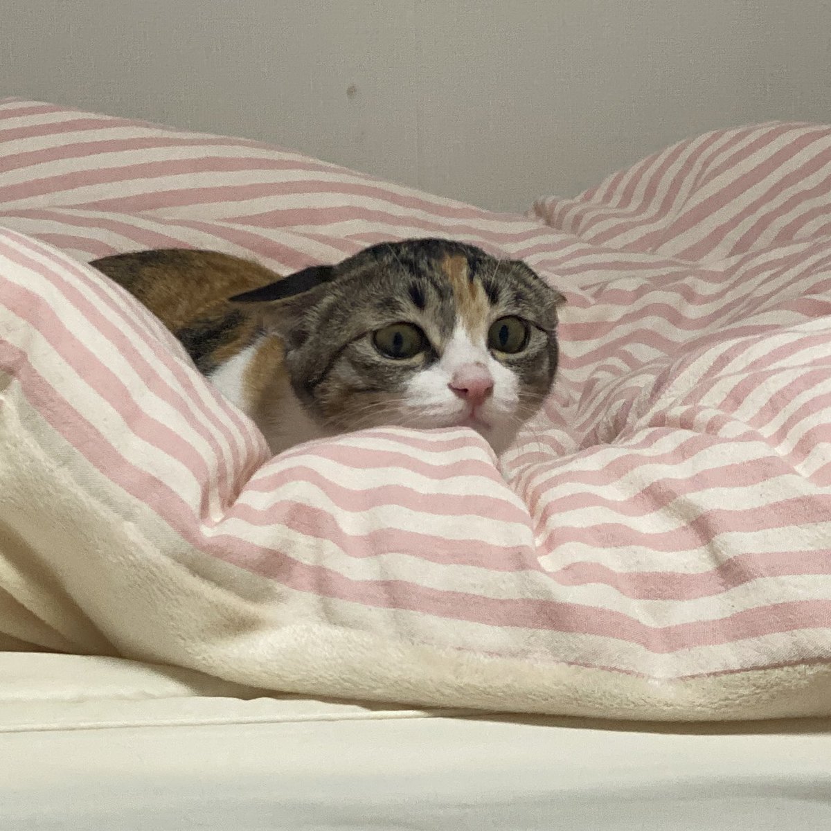 얼짱겅듀 먹짱우주 tweet media