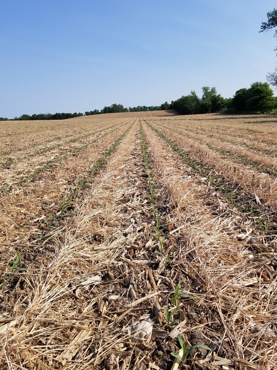 Liking the way the corn planted into the twin row rye.