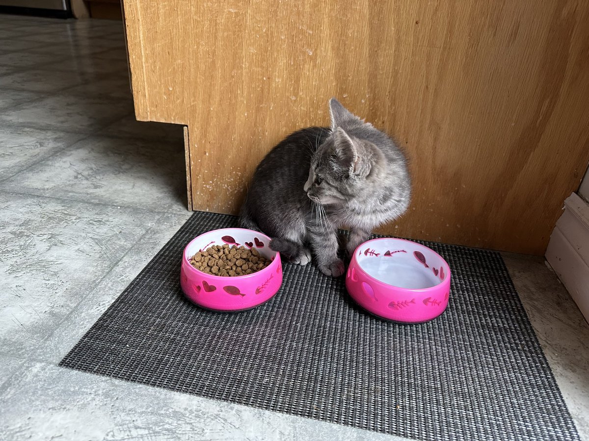 Langille's tweet photo. Introducing Miss Oreo, welcome to our family little one. https://t.co/NtIAHouMsN