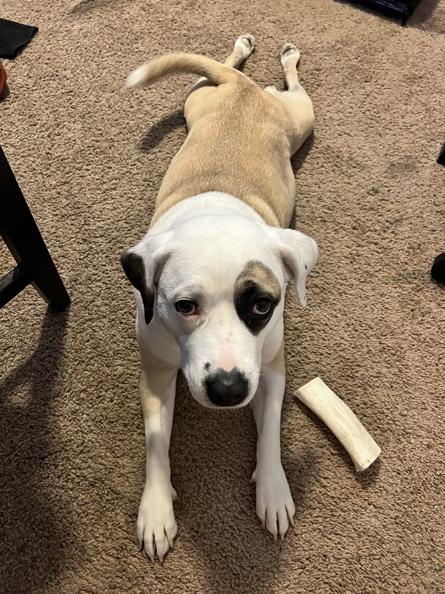 So_Vanessasary's tweet photo. If you see this, QT with the most recent photo you took of your pet. No cheating. https://t.co/kPCCZdpSTa