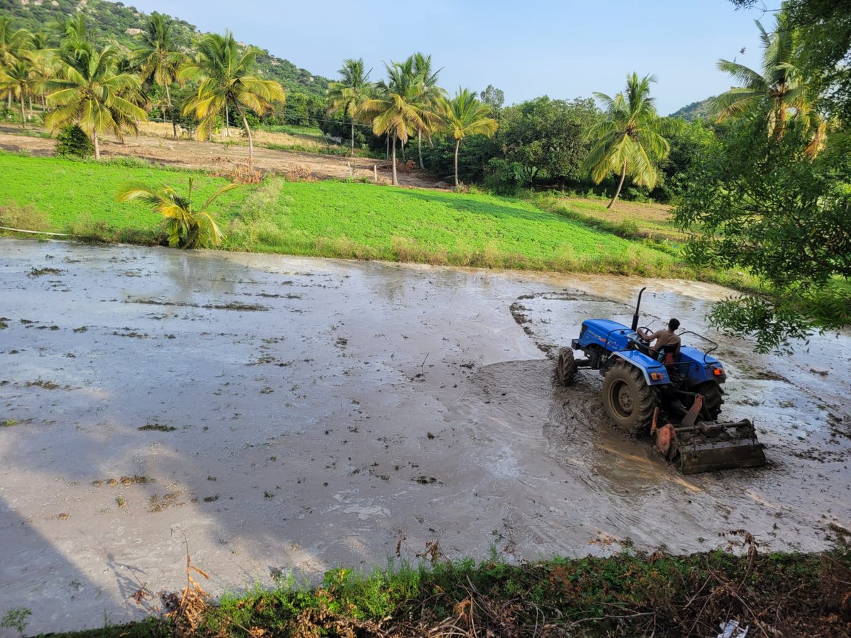 RevatiSharma15's tweet image. New paddy cycle begins today..
#paddyfields