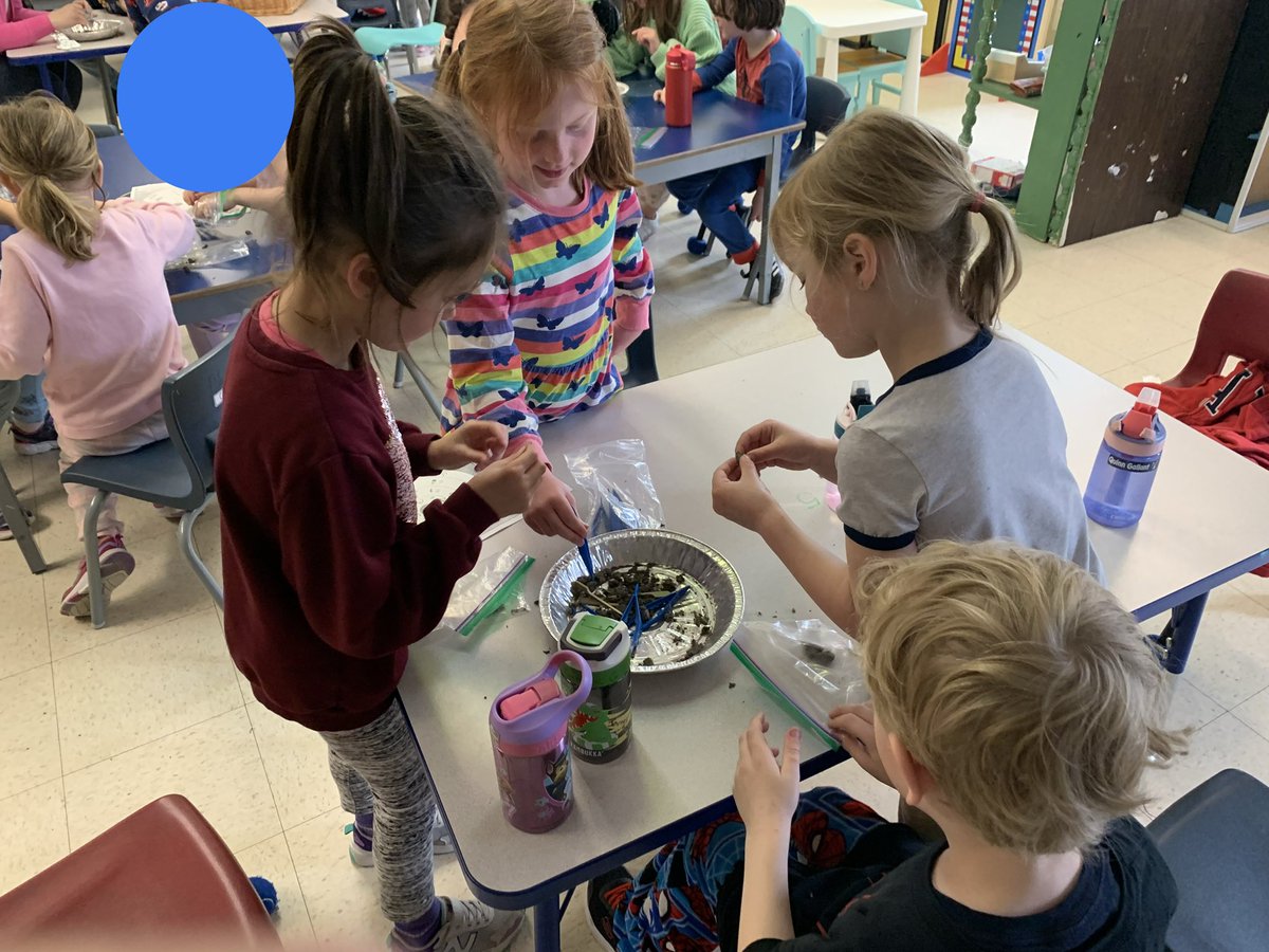 Owl pellet dissection brought fascinating finds for our highly engaged students!