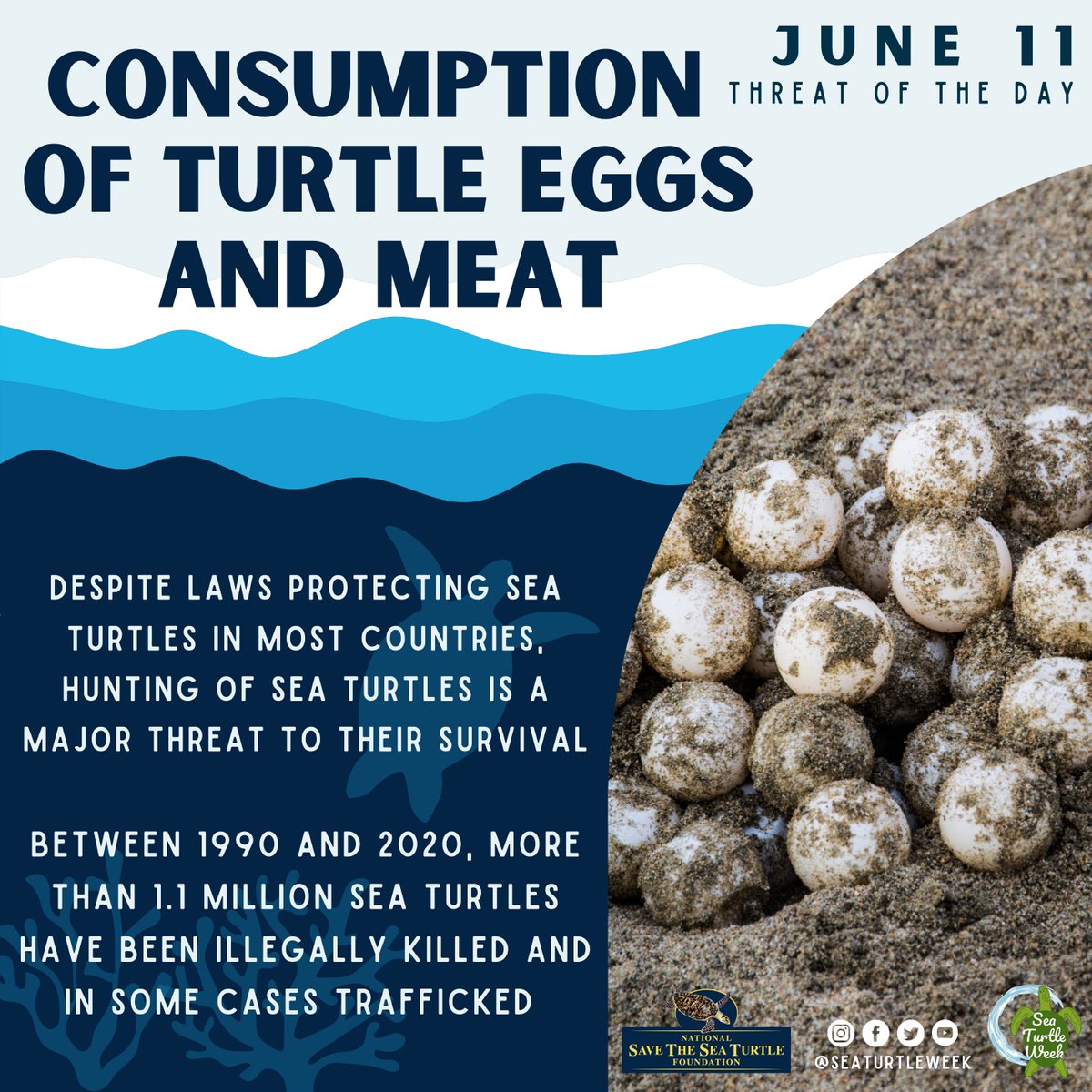 ✋🚫Despite laws protecting sea turtles in most countries, the illegal trade of eggs, meat, &amp; shells of turtles continues to be a major threat to their survival. Our program @save_hawksbills works to combat these practices.

Learn more here
seeturtles.org/too-rare-to-we…
#seaturtleweek