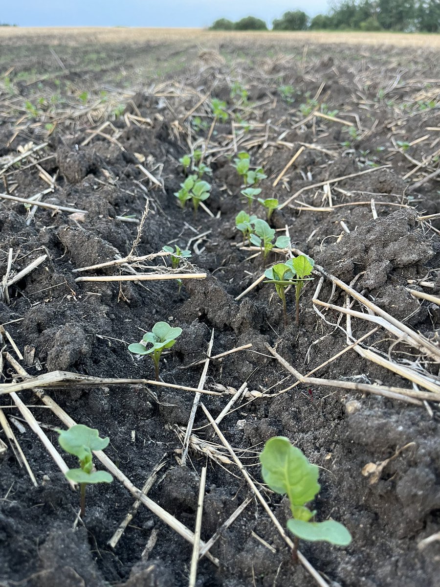 Shelby_LaRose01's tweet photo. After spraying beetles 5 times last year, it sure is nice to walk into a field with no chew marks.
#ButeoStart doing it’s job this year! https://t.co/JPQOqjvwXO