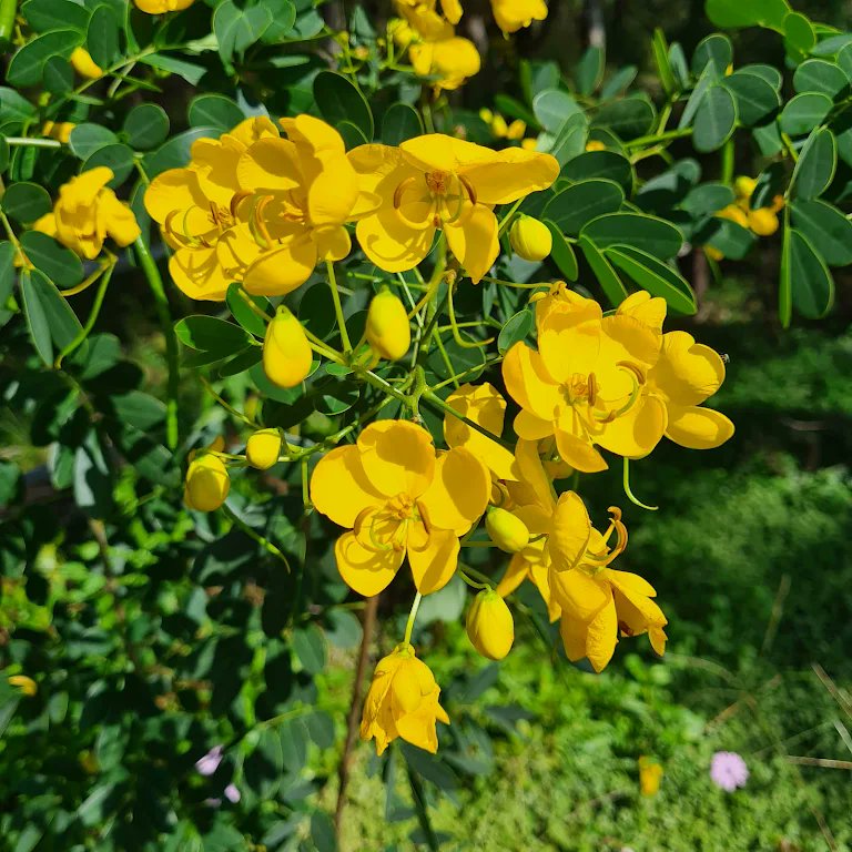 Sandhu_Kdeep1's tweet photo. Yellow from weekend #BushWalk
My Happy and hopeful ๐๐
#YellowWednesday https://t.co/nXCcEjDzzw
