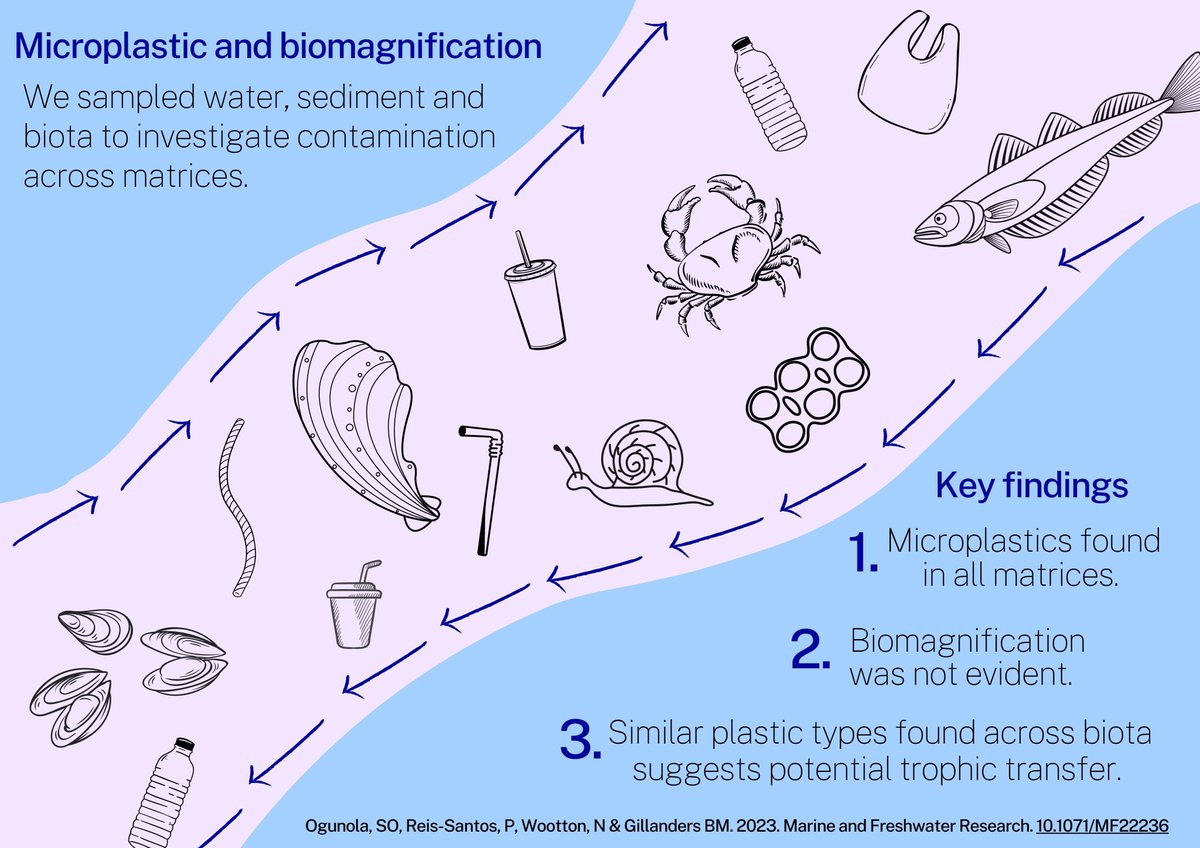 Check out our latest paper on #microplastics and #biomagnification. We sampled a variety of biota, sediment and water in a remote area of southern Australia🌊🦀🐟@BronGillanders This paper is open access and can be read here --> doi.org/10.1071/MF22236 #scicomm #sciart