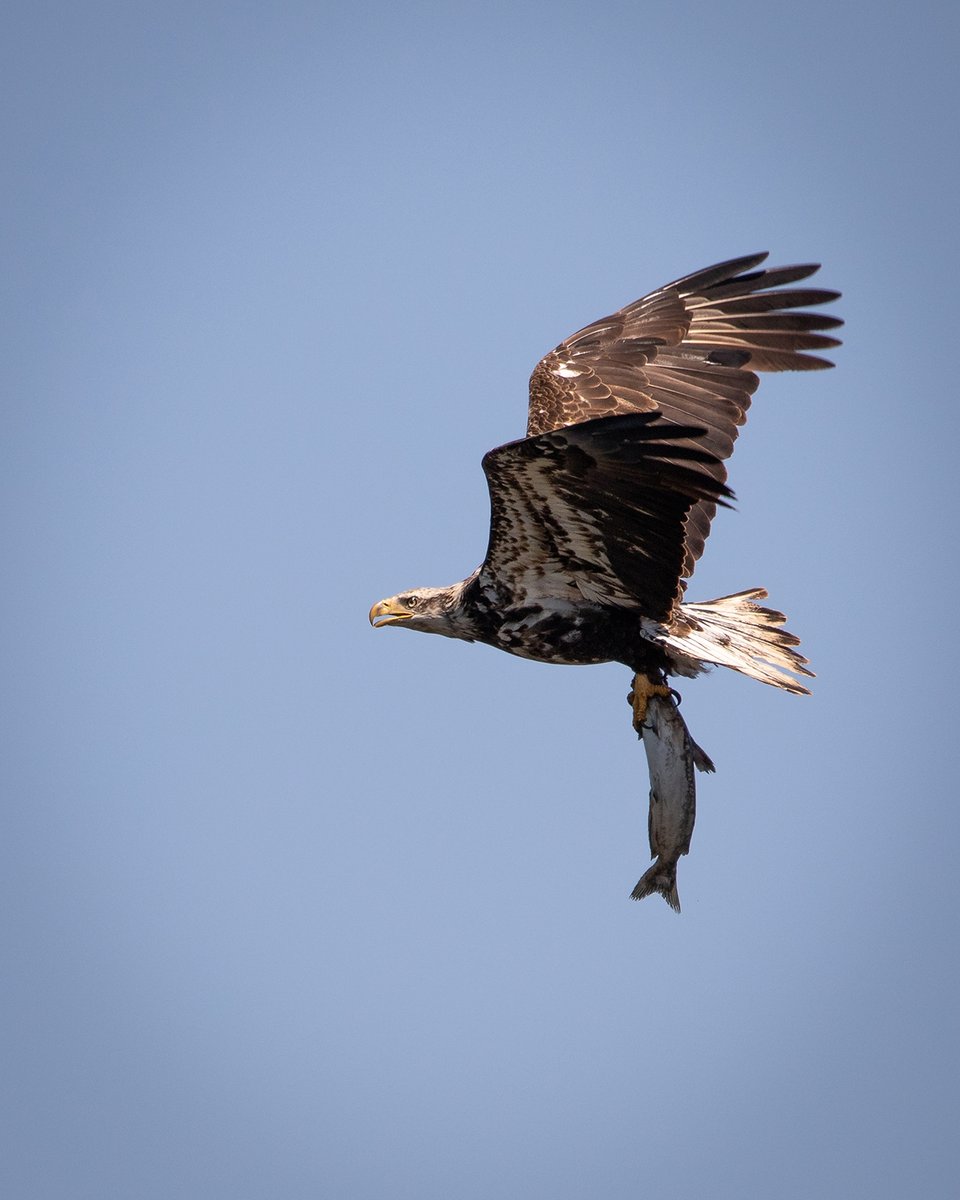 (Photo by Kannan Sundaram)
#BirdTwitter #BaldEagle #WildlifePhotography