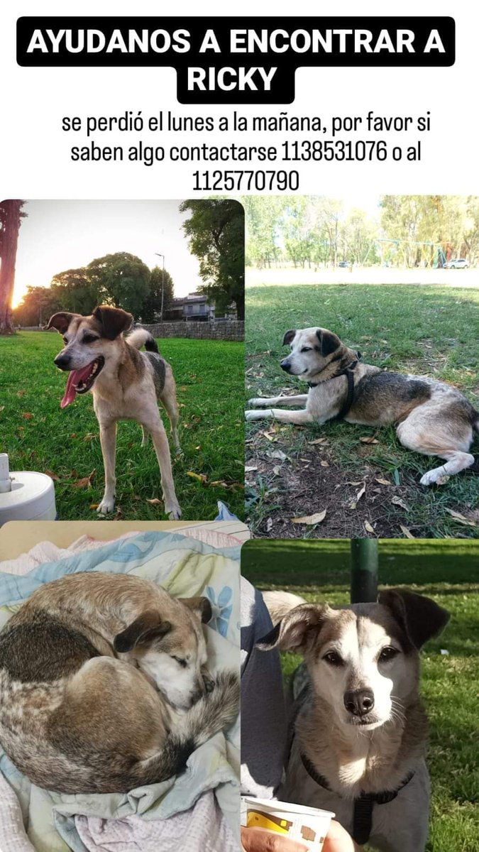 Amores Animales (@amores_animales) on Twitter photo 