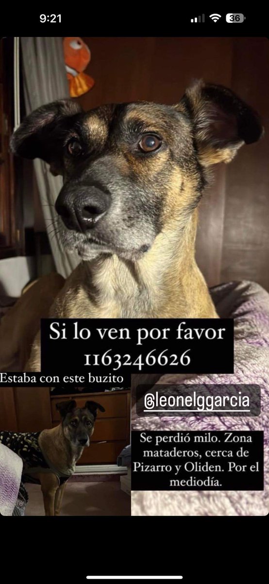 Amores Animales (@amores_animales) on Twitter photo 