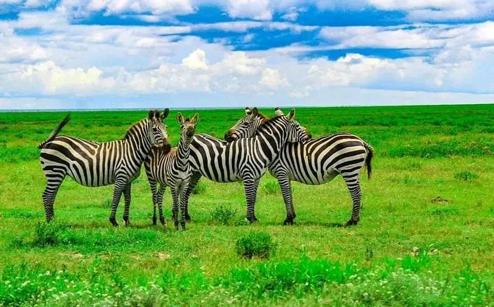03 JOURS 2 NUITS SAFARI DE L'ÎLE DE ZANZIBAR AU PARC NATIONAL DE MIKUMI TANZANIE
 (🐘🦒🦓🐃🦛🦁🐆)

   #voyages #mikuminationalpark #france #wildanimals #Paris #Marseille #Vacances #Zanzibar