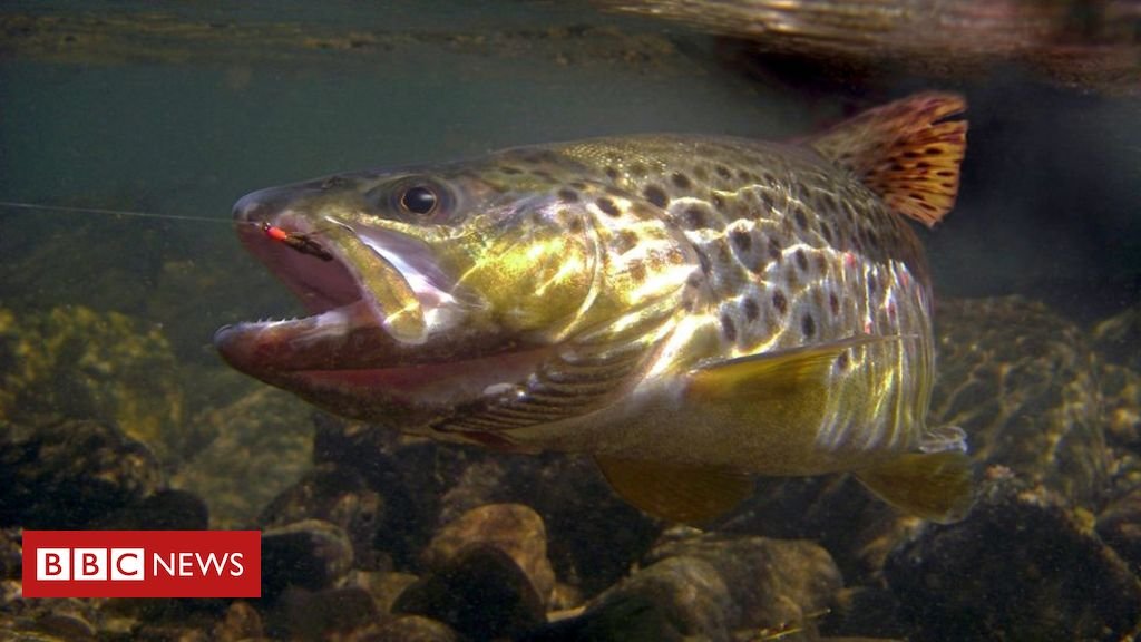Os peixes que estão se viciando em drogas #ArquivoBBC
bbc.in/3CciPIO
