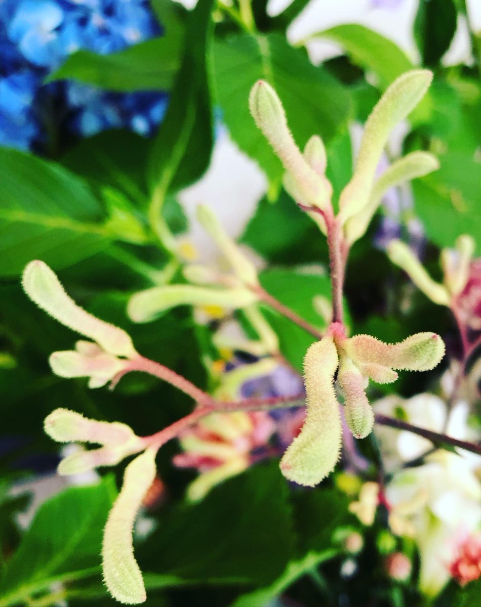 🍀Study session of June 8🍀

✨Today's flower material Hydrangea was a common material for all students in the class.

Flower options✨
spRosa・Delphinium・spmum・Oncidium・Gladiolus・Gotseffiana・Alstroemeria・ChinaAster・Kangaroopaw・Ruscus・Geranium
#ikebana #wafu #flower